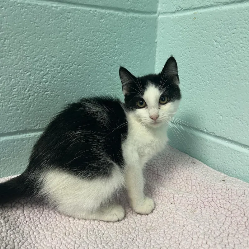 A baby small-sized male White Domestic Short Hair cat named Lincoln Log for adoption in Spruce Pine, NC