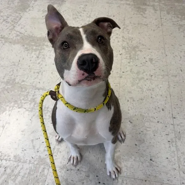 A young medium-sized female Pit Bull Terrier dog named Camilla for adoption in Salt Lake City, UT