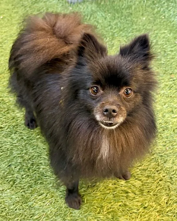 An adult small-sized male Pomeranian dog named Biguer for adoption in Novato, CA