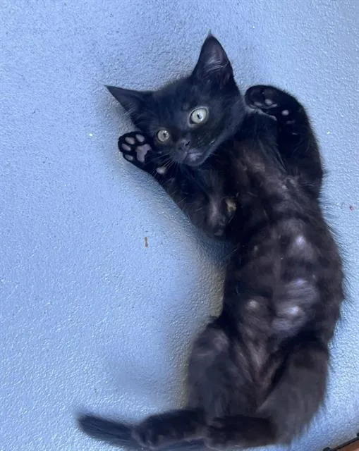 A baby small-sized female Domestic Short Hair cat named Kyanite for adoption in Chula Vista, CA