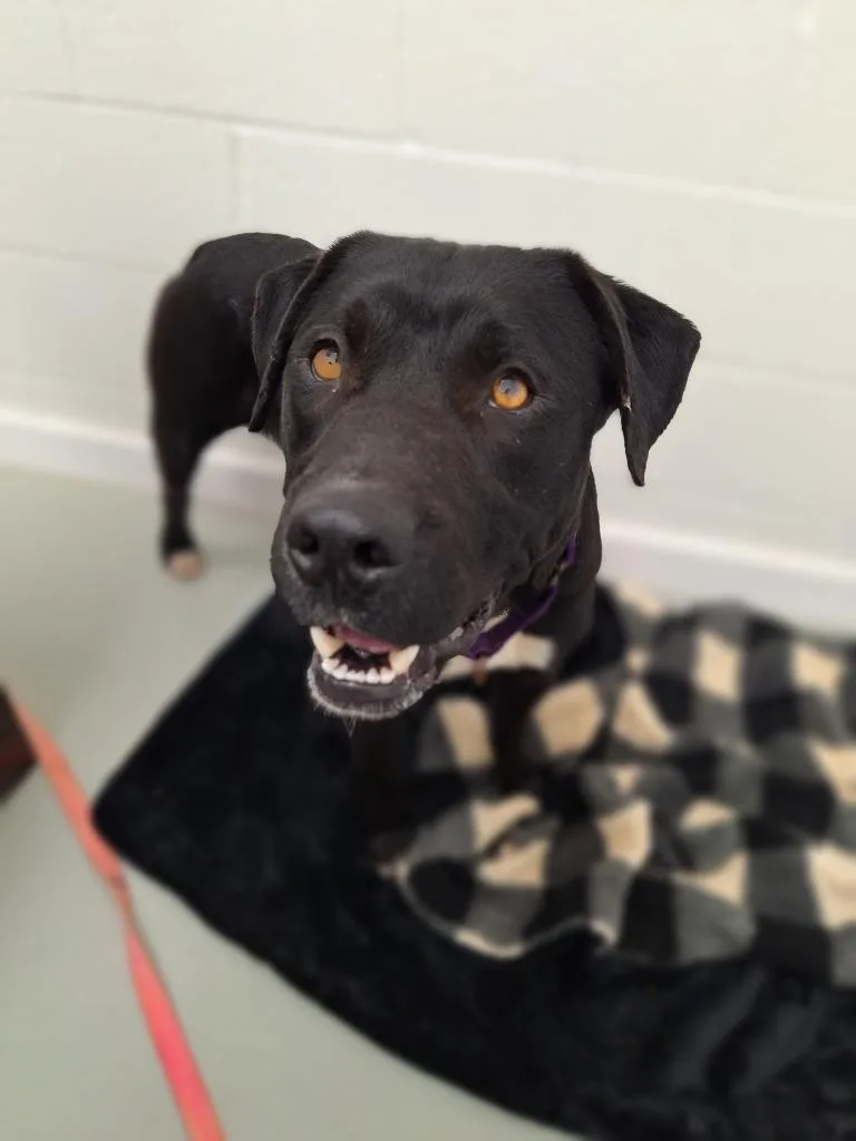A young large-sized male Pit Bull Terrier dog named Blue for adoption in Noble, OK
