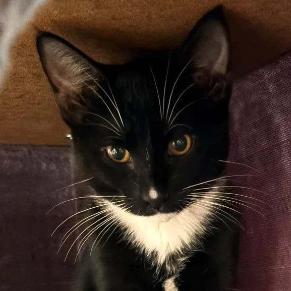 A baby small-sized male Black Domestic Short Hair cat named Trumpet for adoption in Shawnee, KS