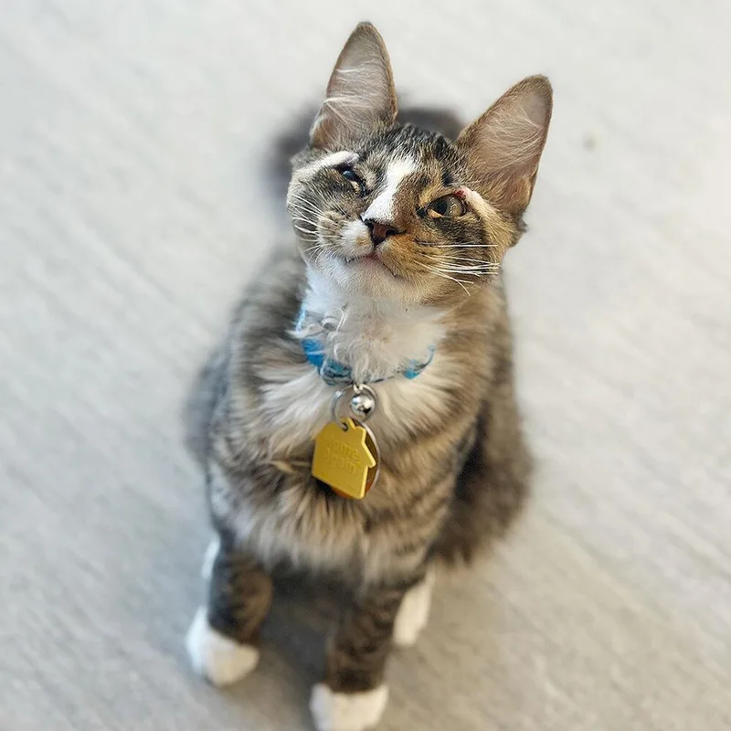 A young small-sized male Domestic Short Hair cat named Asher for adoption in Port Washington, NY