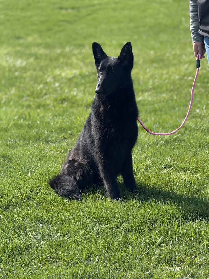 A young medium-sized female Black German Shepherd Dog dog named Lacy for adoption in Muskego, WI