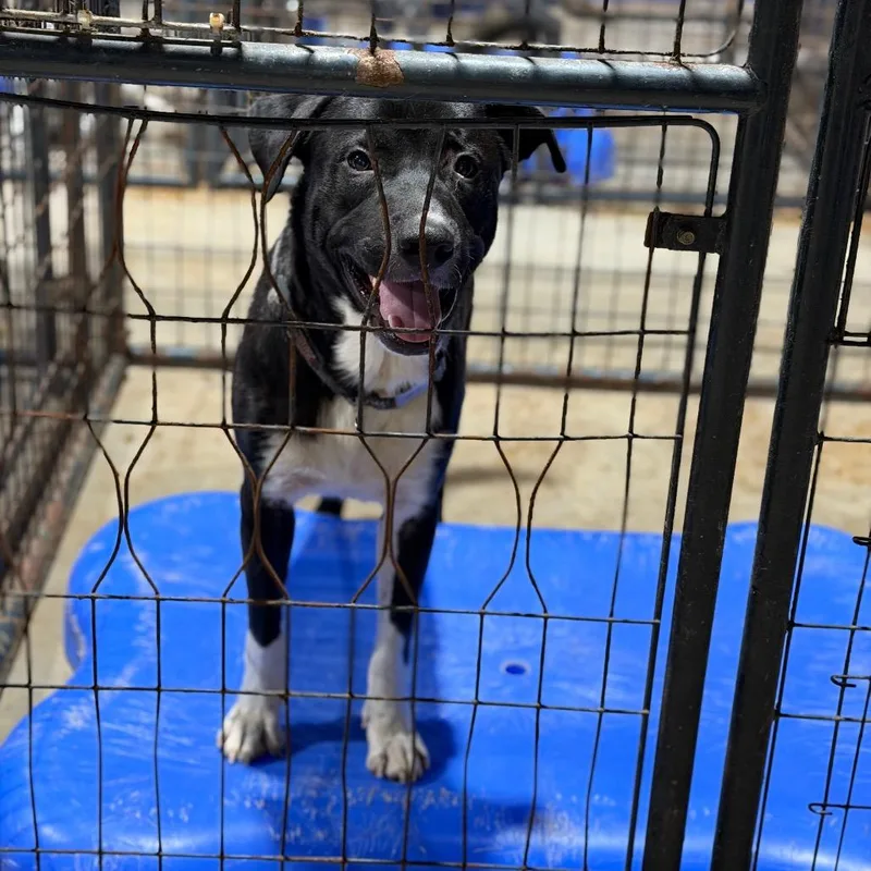 An adult large-sized male Black Labrador Retriever dog named Finn for adoption in Fort Smith, AR