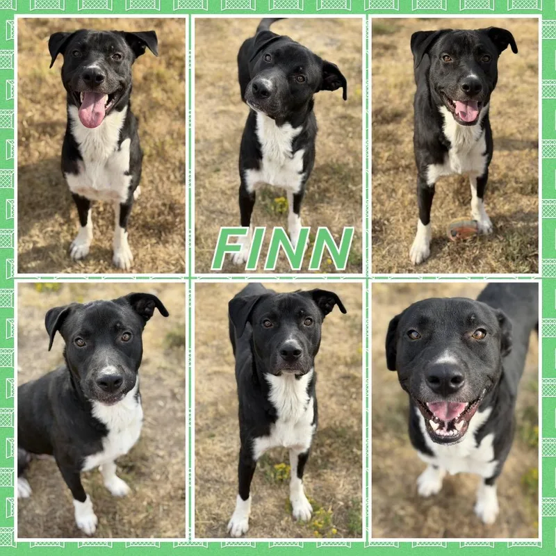 Finn thumbnail 2