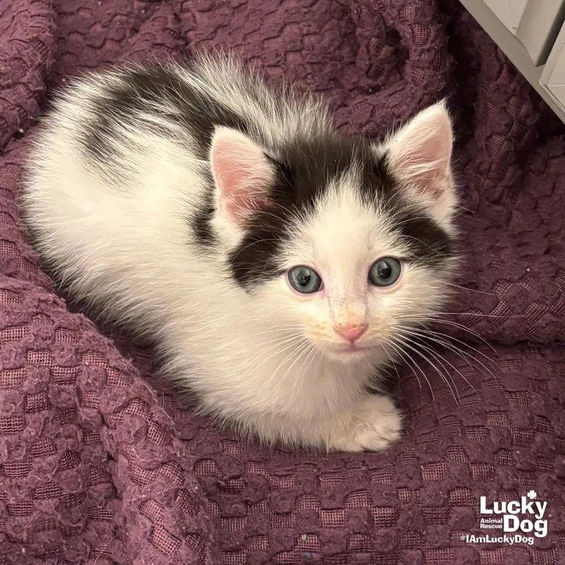 A baby medium-sized male Black & White / Tuxedo Domestic Short Hair cat named Snoop for adoption in Washington, DC