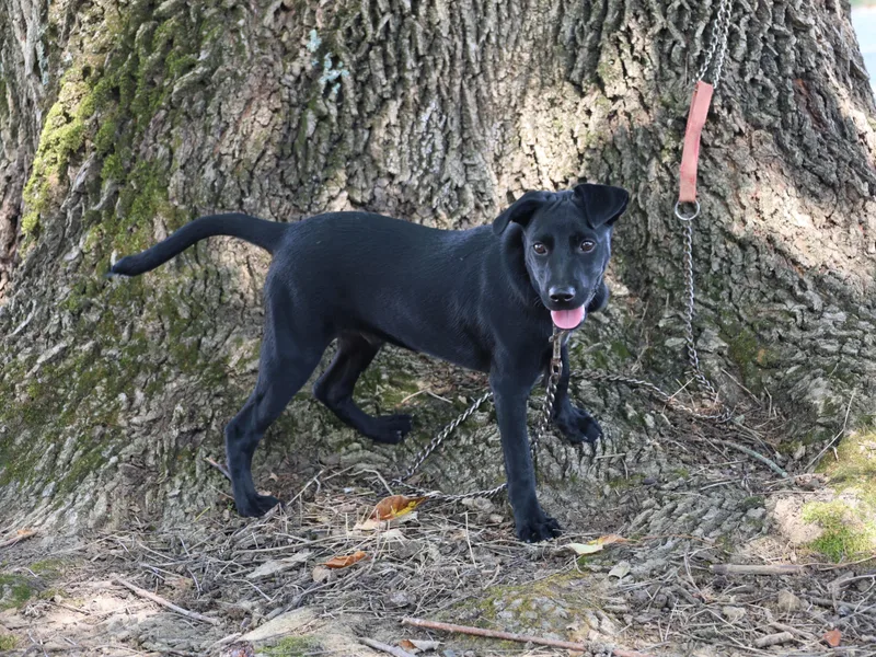 Shadow  LOVES CHILDREN thumbnail 2