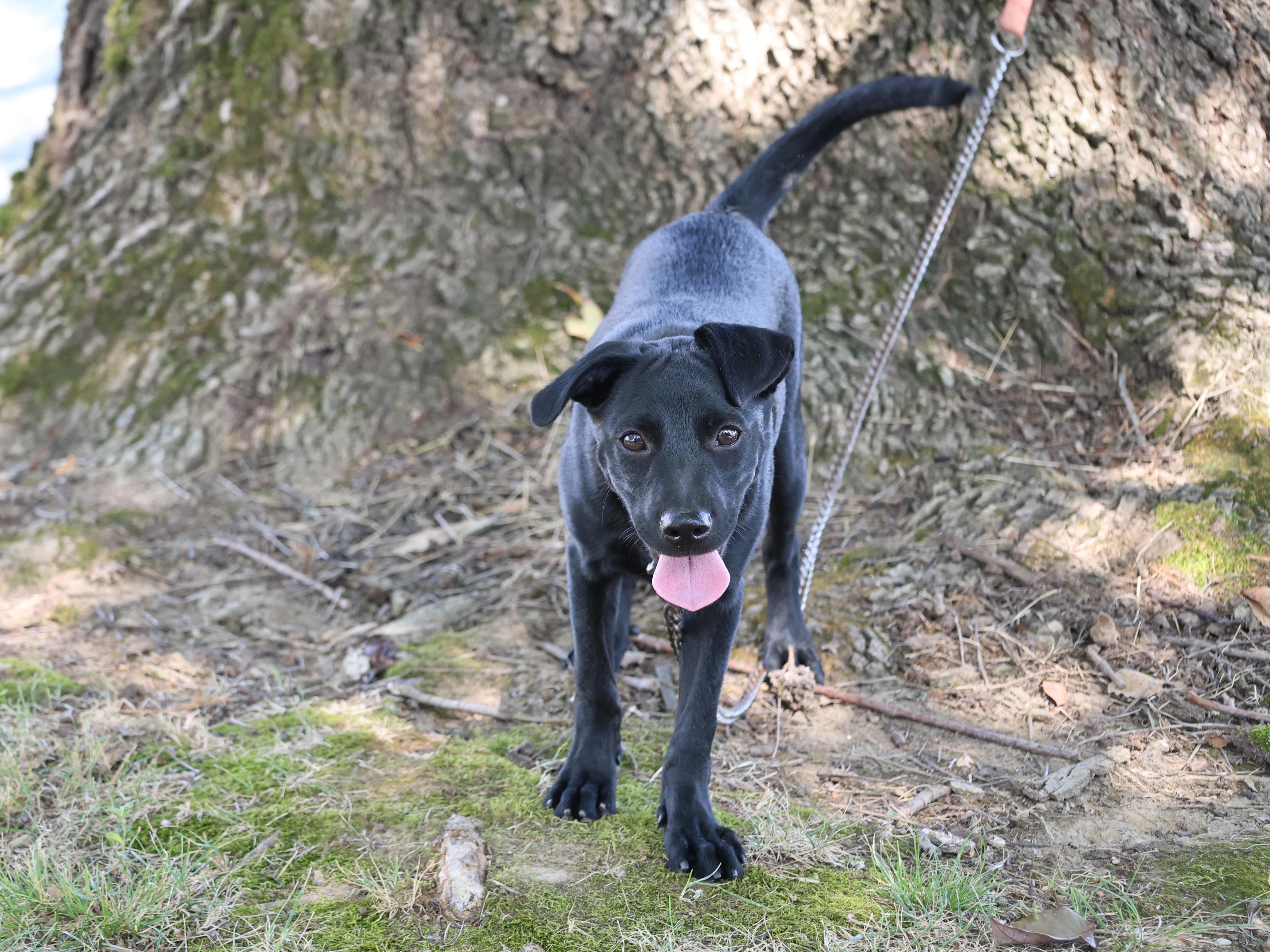 Shadow  LOVES CHILDREN thumbnail 4