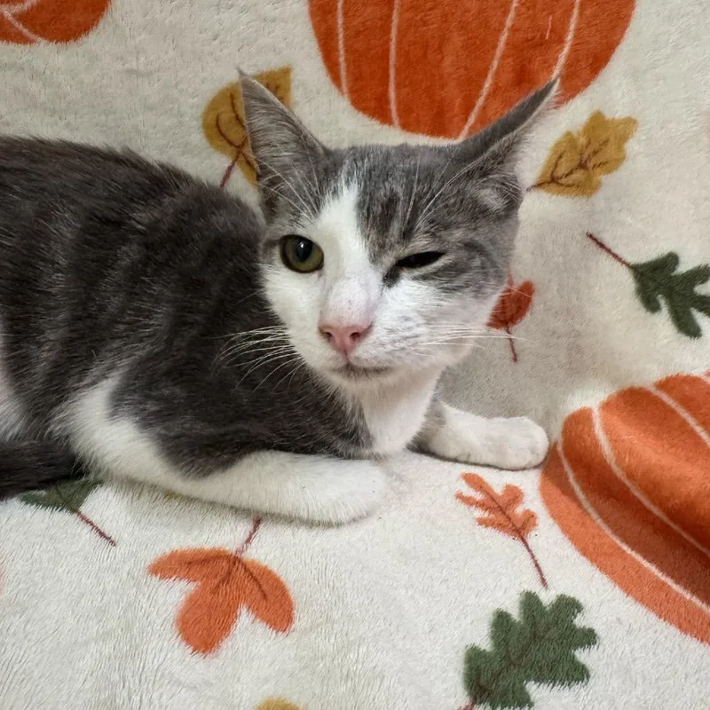 A young small-sized female Black Domestic Short Hair cat named Daisy Duke for adoption in Brea, CA