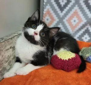 A young medium-sized female Domestic Short Hair cat named Precious for adoption in Bucyrus, OH
