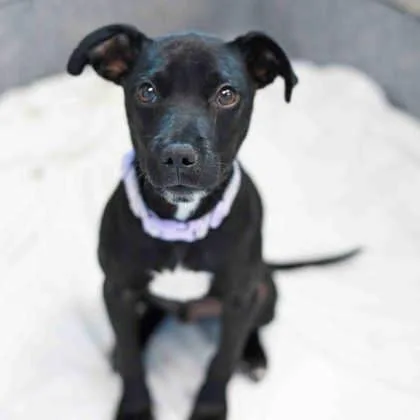 A baby small-sized male Black Terrier dog named Jack Skellington for adoption in Atlanta, GA