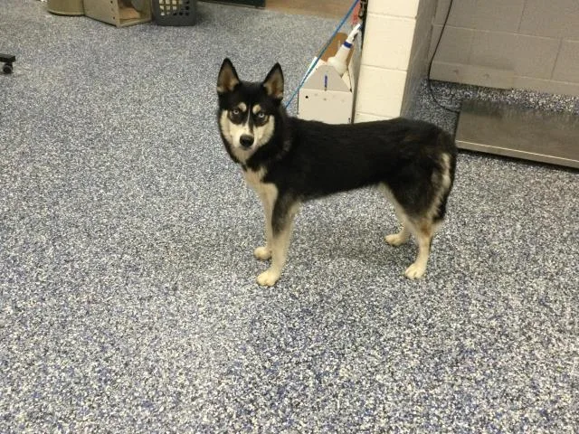 A young medium-sized female Husky dog named Lyric for adoption in Thousand Palms, CA