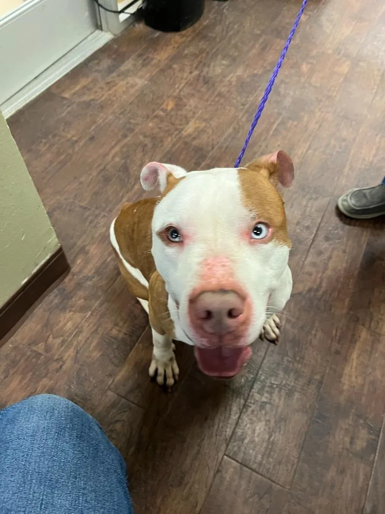 An adult large-sized male Pit Bull Terrier dog named Dog Kennel  King for adoption in Greenville, TX