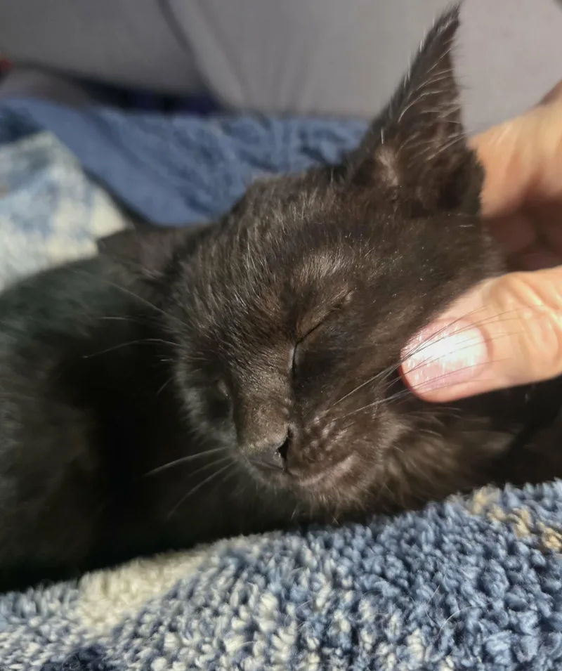 A baby medium-sized male Black Domestic Short Hair cat named Alec for adoption in Battle Creek, MI