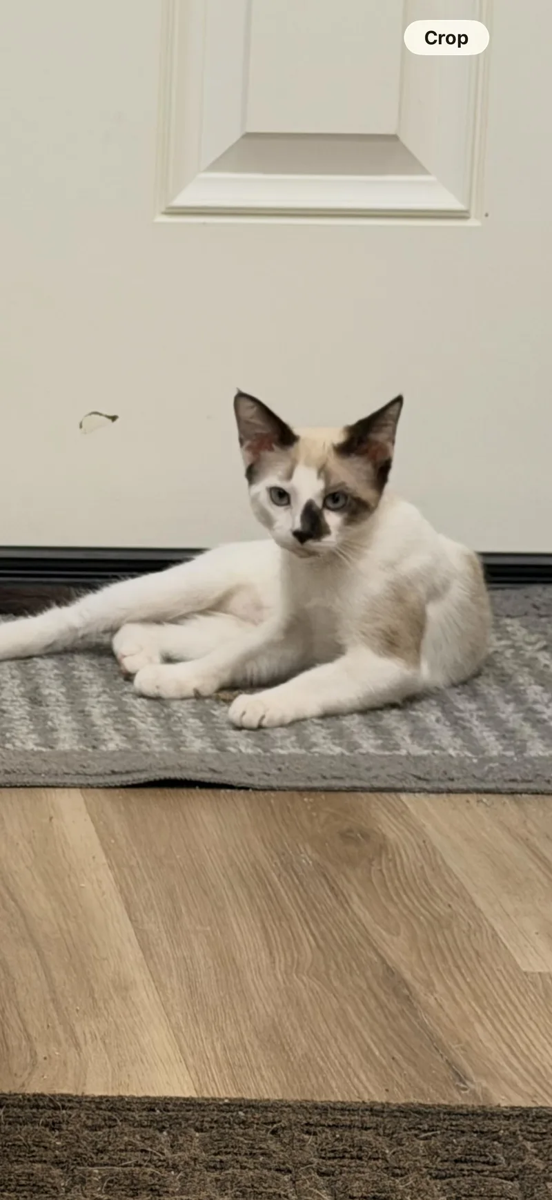 A baby medium-sized male Buff & White Siamese cat named Bear for adoption in White Lake, MI