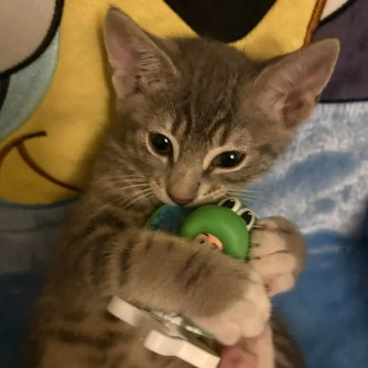 A baby small-sized male Gray / Blue / Silver Domestic Short Hair cat named Amperage for adoption in Incline Village, NV