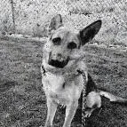 An adult small-sized male Yellow / Tan / Blond / Fawn German Shepherd Dog named Gaara for adoption in Lakewood, CO