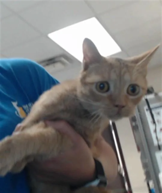 A young medium-sized female Domestic Short Hair cat named Dreamsicle for adoption in Fayetteville, NC
