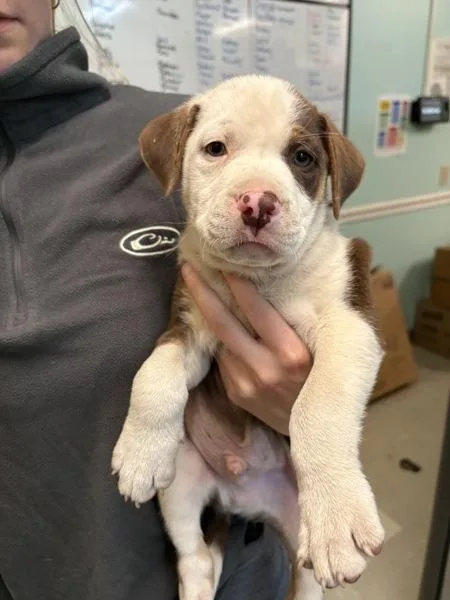 A baby small-sized male Pit Bull Terrier dog named Roy for adoption in Mobile, AL