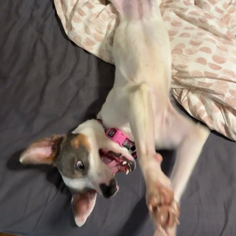 Maybelle thumbnail 2