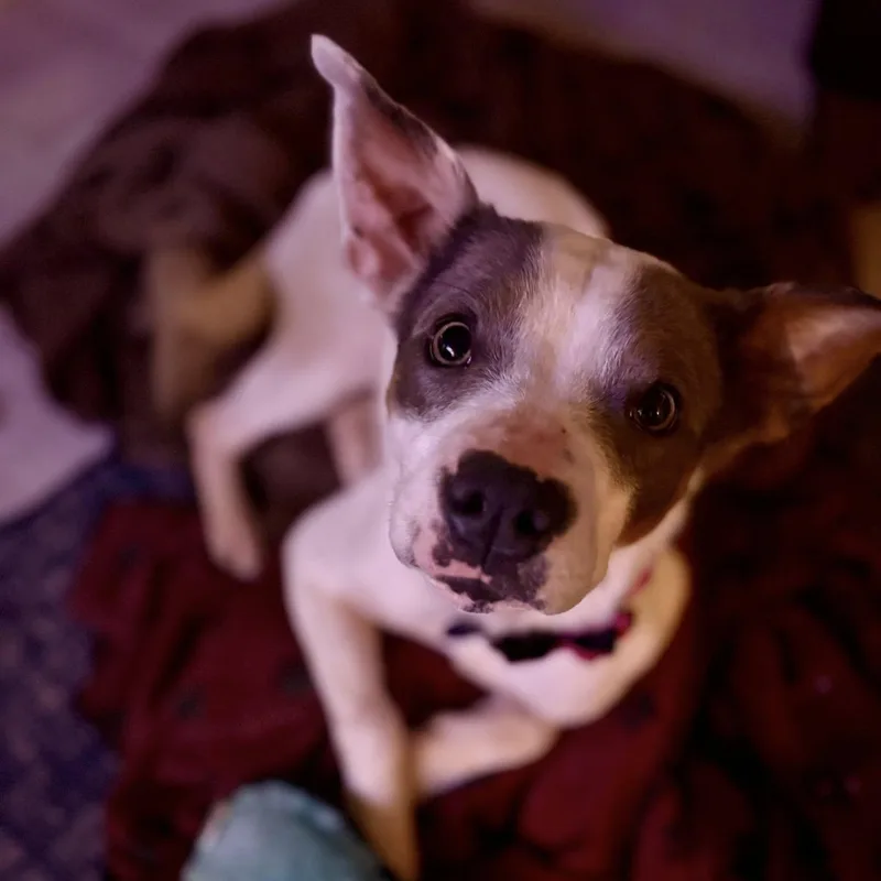 Maybelle thumbnail 5