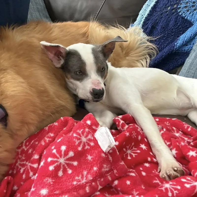 Maybelle thumbnail 6