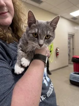 A baby small-sized female Domestic Short Hair cat named Shadow for adoption in Fishers, IN