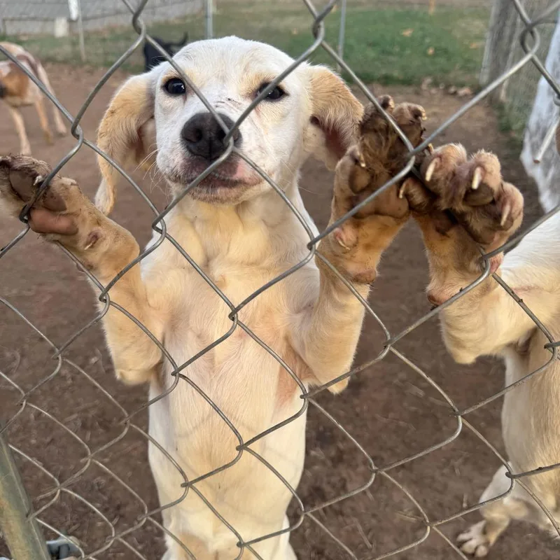 A young medium-sized female White / Cream Mixed Breed dog named Holly for adoption in Tulsa, OK