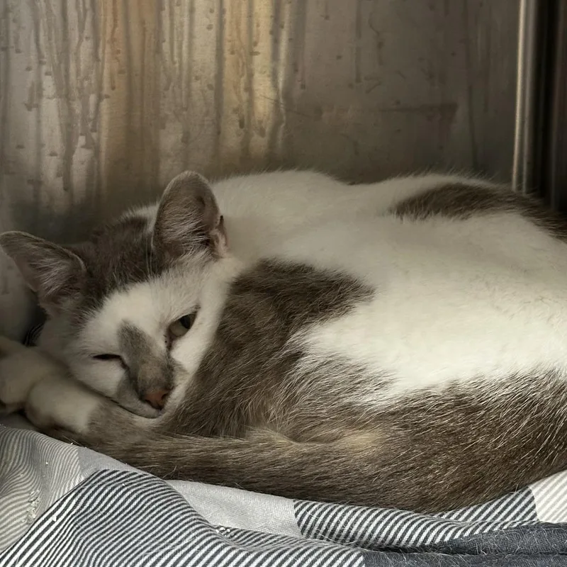 A young medium-sized female White American Shorthair cat named C Ravioli for adoption in Franklin, PA