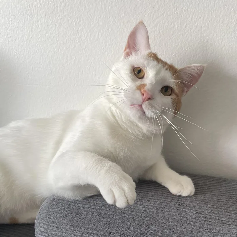 An adult large-sized male White Domestic Short Hair cat named Kat for adoption in Chicago, IL