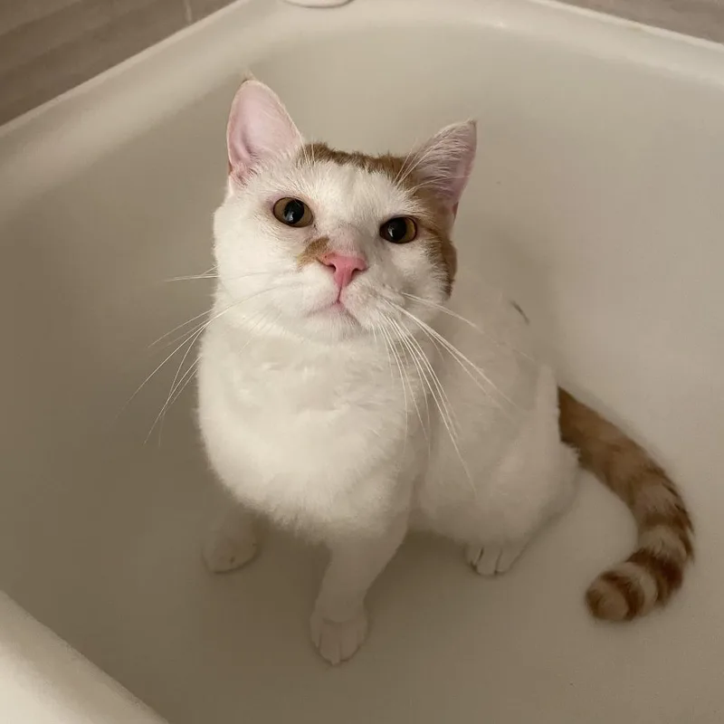 Kat thumbnail 5