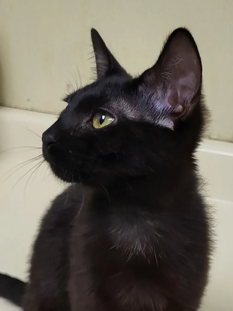 A baby medium-sized male Black Domestic Short Hair cat named Bonnet for adoption in Grayslake, IL