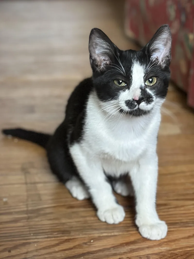 A baby medium-sized female Domestic Short Hair cat named Ginny for adoption in Suffolk, VA