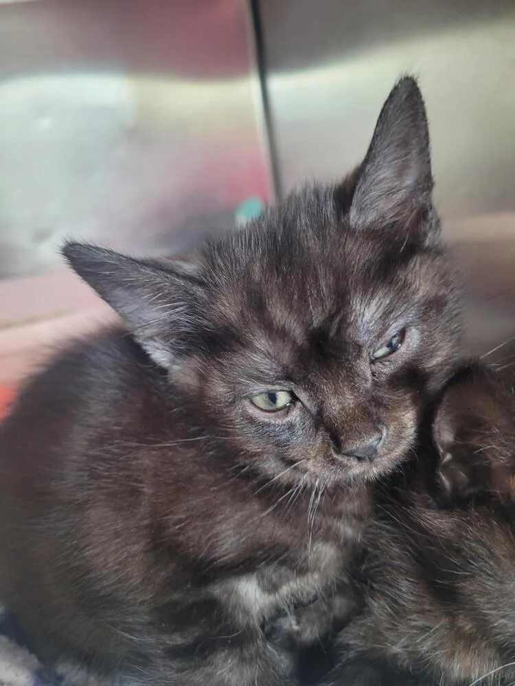 A baby small-sized male Black Domestic Short Hair cat named Jude for adoption in Linton, IN