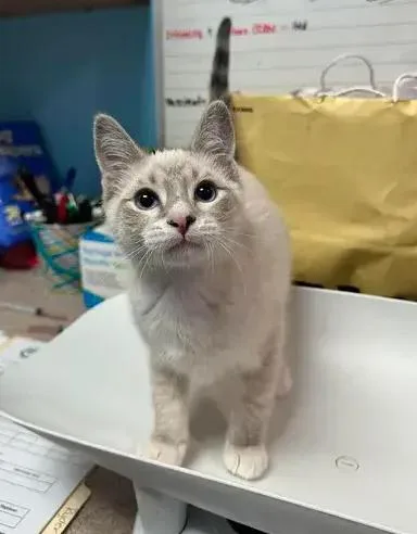 A baby small-sized male Gray & White Domestic Short Hair cat named Rowan for adoption in Woodbridge, VA