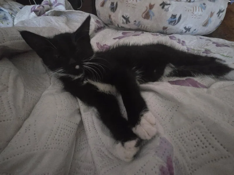 A baby small-sized female Black & White / Tuxedo Tuxedo cat named Poppy for adoption in Staten Island, NY