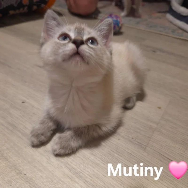 A baby small-sized female Cream / Ivory Domestic Short Hair cat named Mutiny for adoption in Fredericksburg, VA