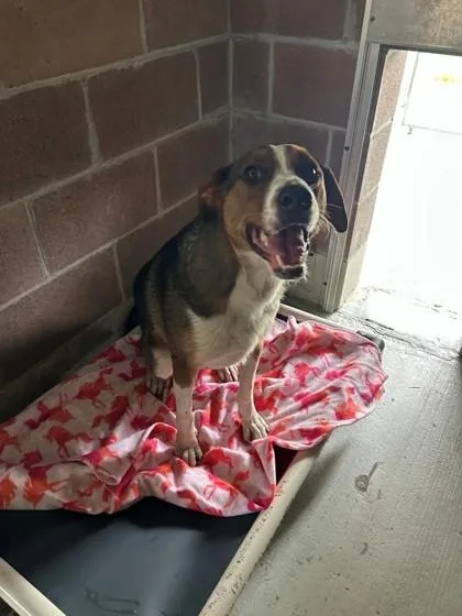 An adult large-sized male Hound dog named Wickham for adoption in Savannah, GA