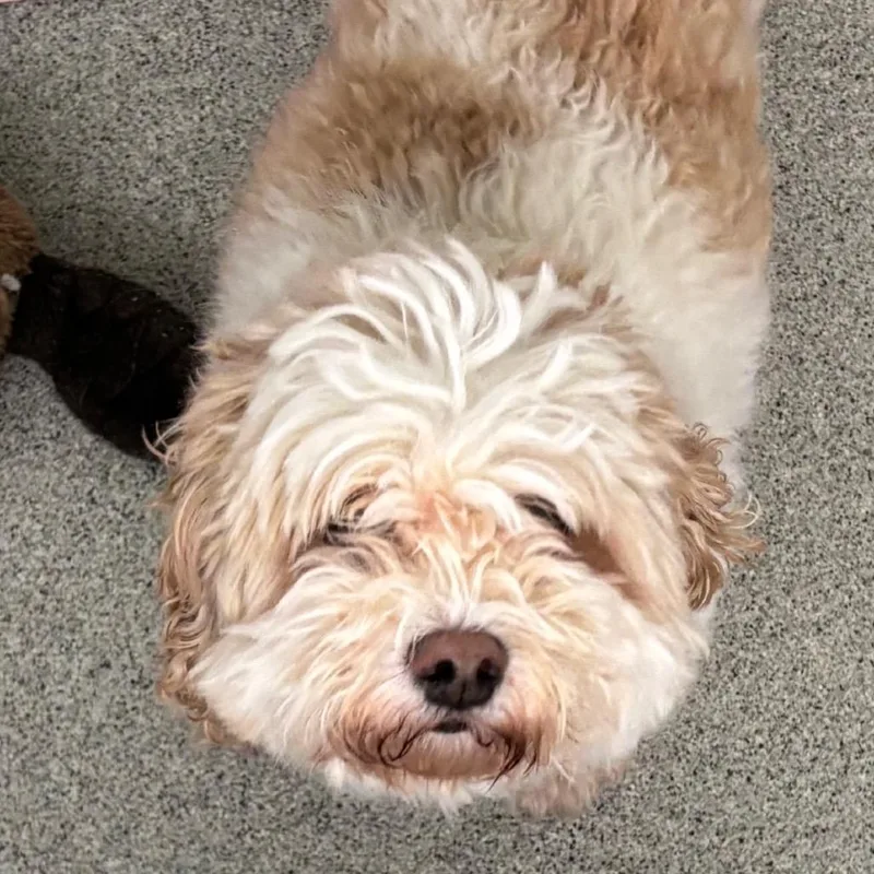 A senior small-sized male Cavalier King Charles Spaniel dog named Simba for adoption in Naperville, IL