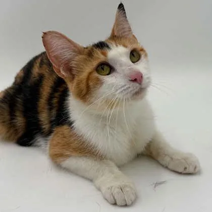 An adult small-sized female Domestic Short Hair cat named Maisie for adoption in Bowling Green, KY