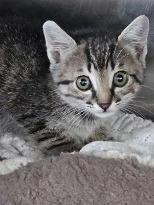 A baby small-sized male Domestic Short Hair cat named Poblano for adoption in Independence, MO