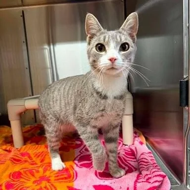 A young small-sized male American Shorthair cat named Ford for adoption in Danbury, CT