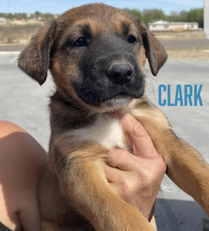 A baby large-sized female Yellow / Tan / Blond / Fawn German Shepherd Dog dog named Vivien for adoption in Amarillo, TX