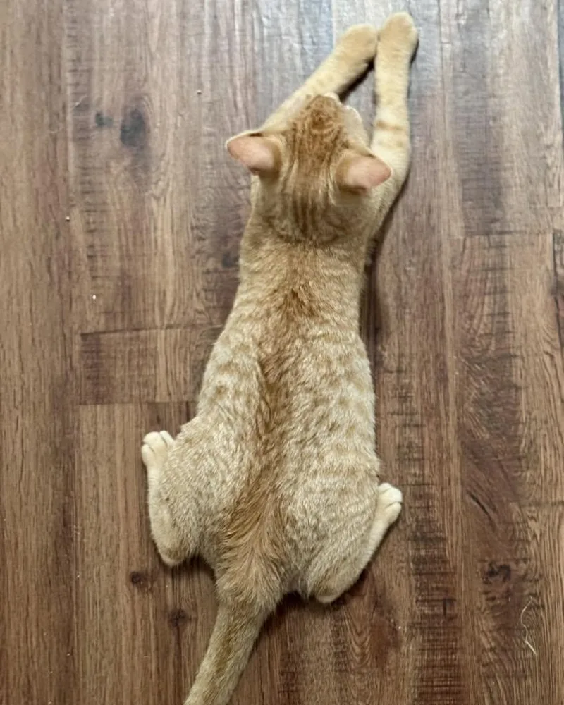 A young medium-sized male Orange / Red Domestic Short Hair cat named Guppy for adoption in Flint, TX