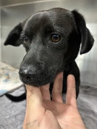 An adult small-sized male Chihuahua dog named Butterbean for adoption in Fresno, CA