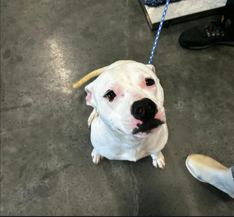 A young medium-sized male Pit Bull Terrier dog named Bully for adoption in Gautier, MS