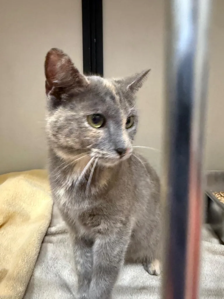 A young small-sized female Domestic Short Hair cat named Justice for adoption in Douglasville, GA