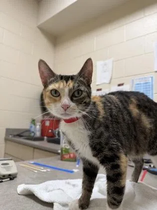 An adult medium-sized female Domestic Short Hair cat named Mittens for adoption in Westland, MI