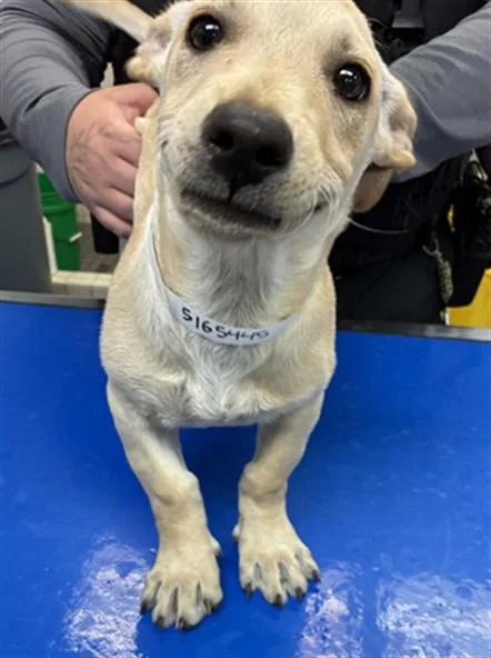 A baby small-sized male Labrador Retriever dog named Charlie for adoption in Phoenix, AZ